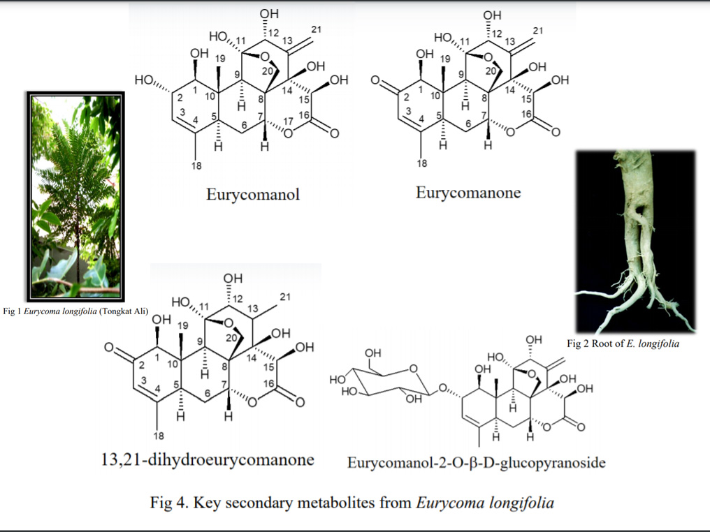 NMR in Traditional Medicinal Plant Study